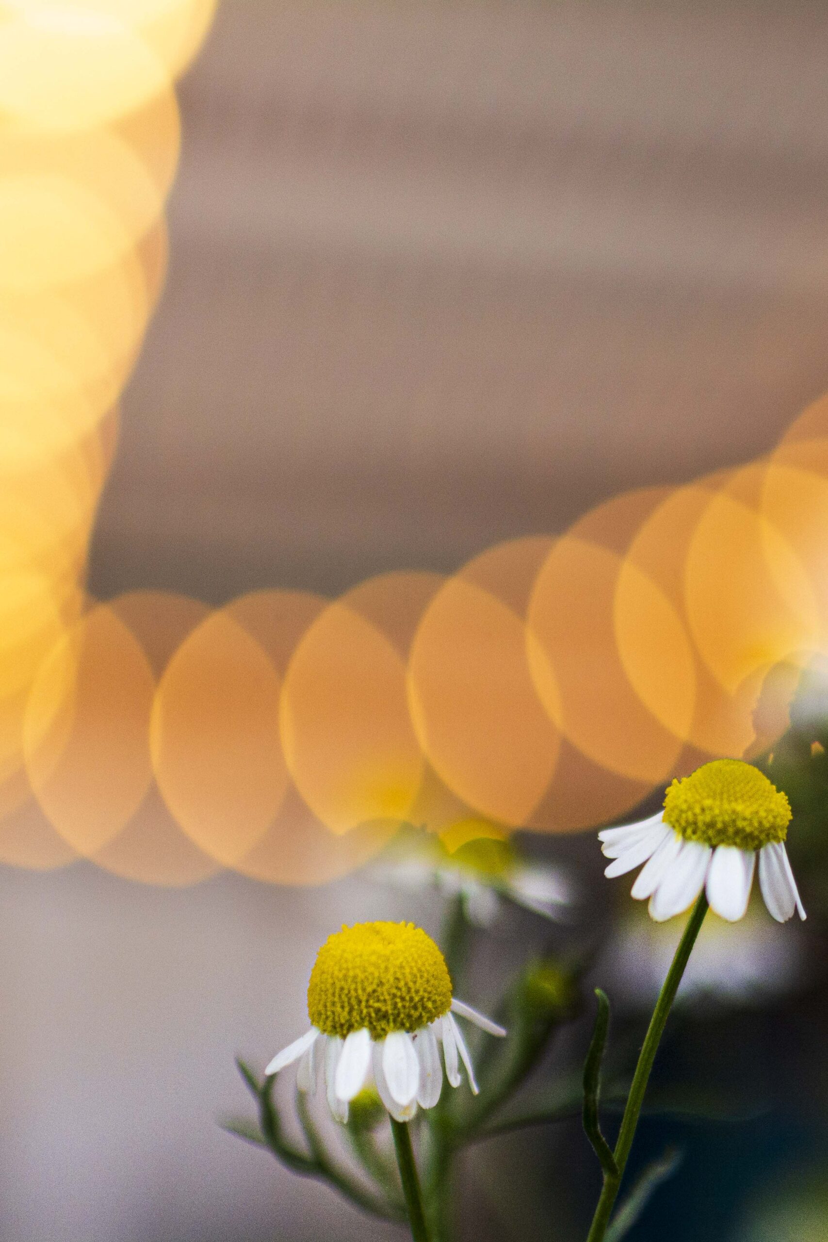La terapia individual es como cultivar tu propio jardín interior: con paciencia, cuidado y la guía adecuada.
